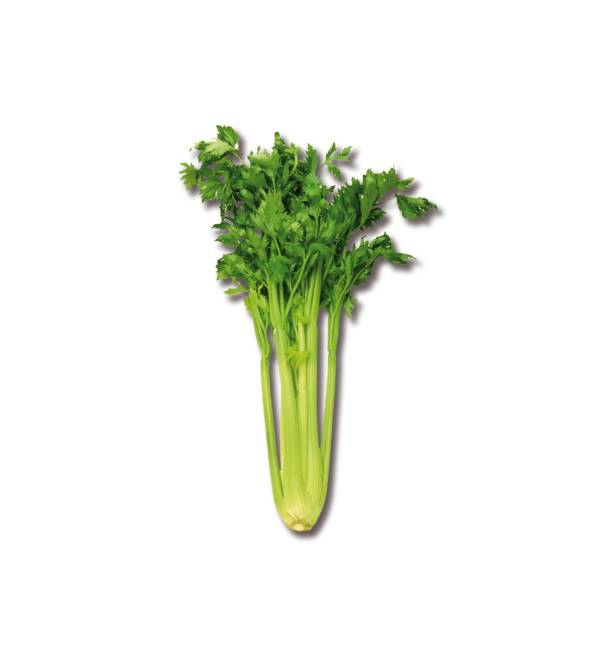 Sedano