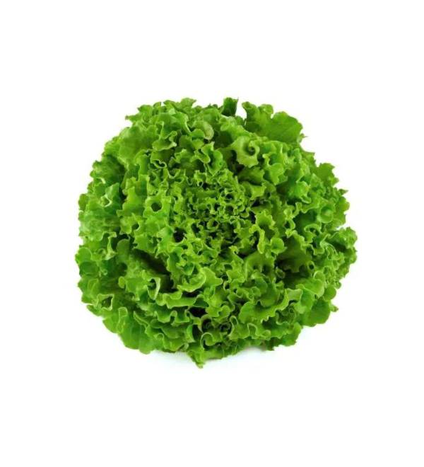 Lattuga Gentilina