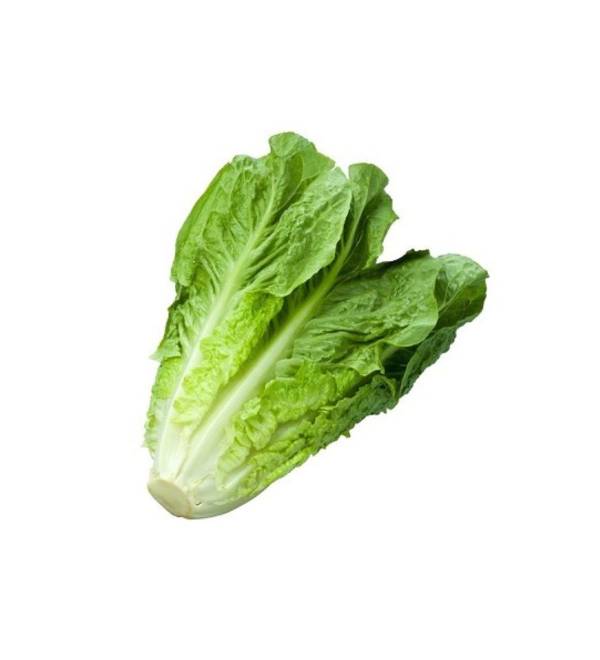 Lattuga romana